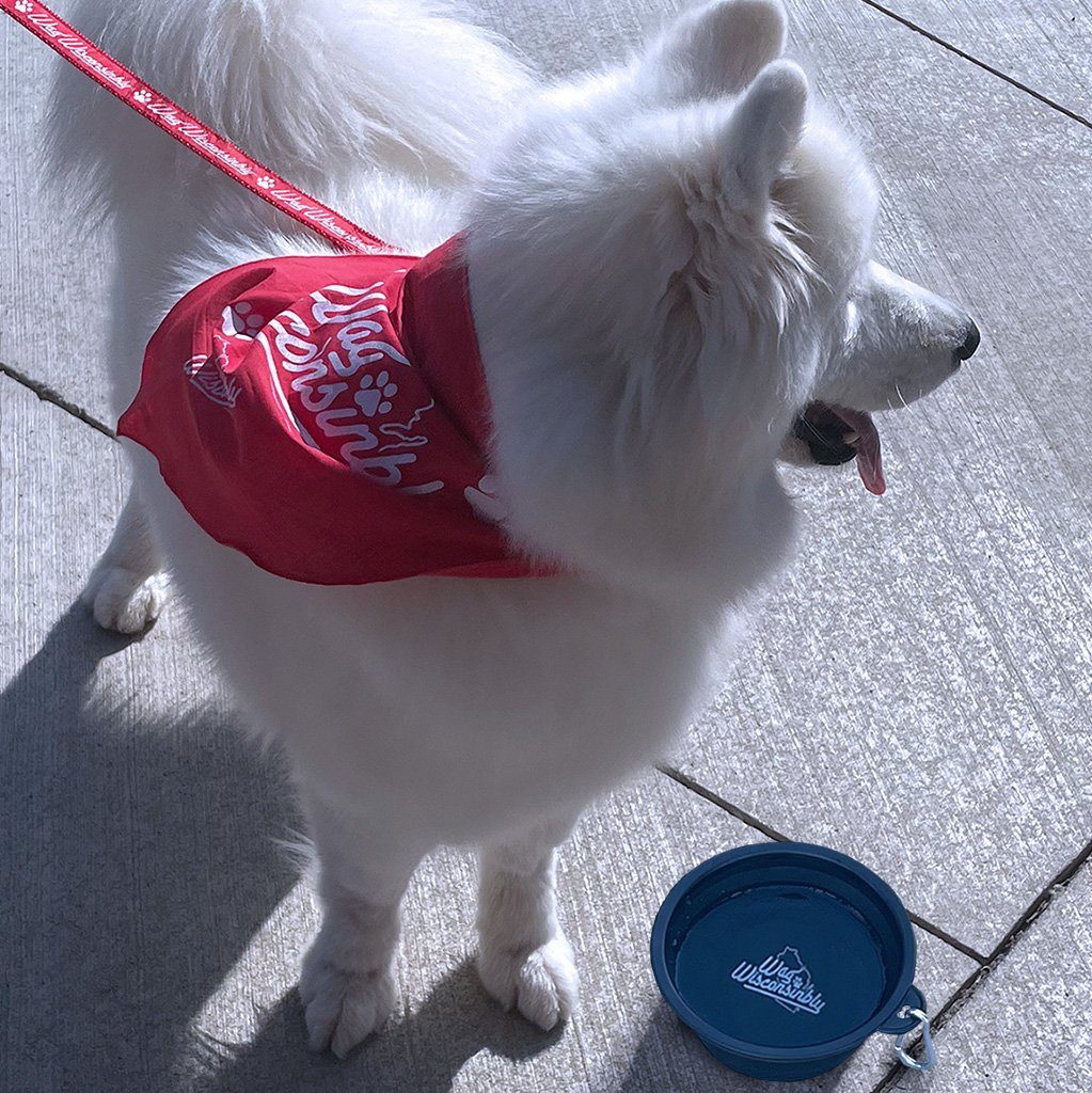 Wag Wisconsinbly Collapsible Travel Bowl