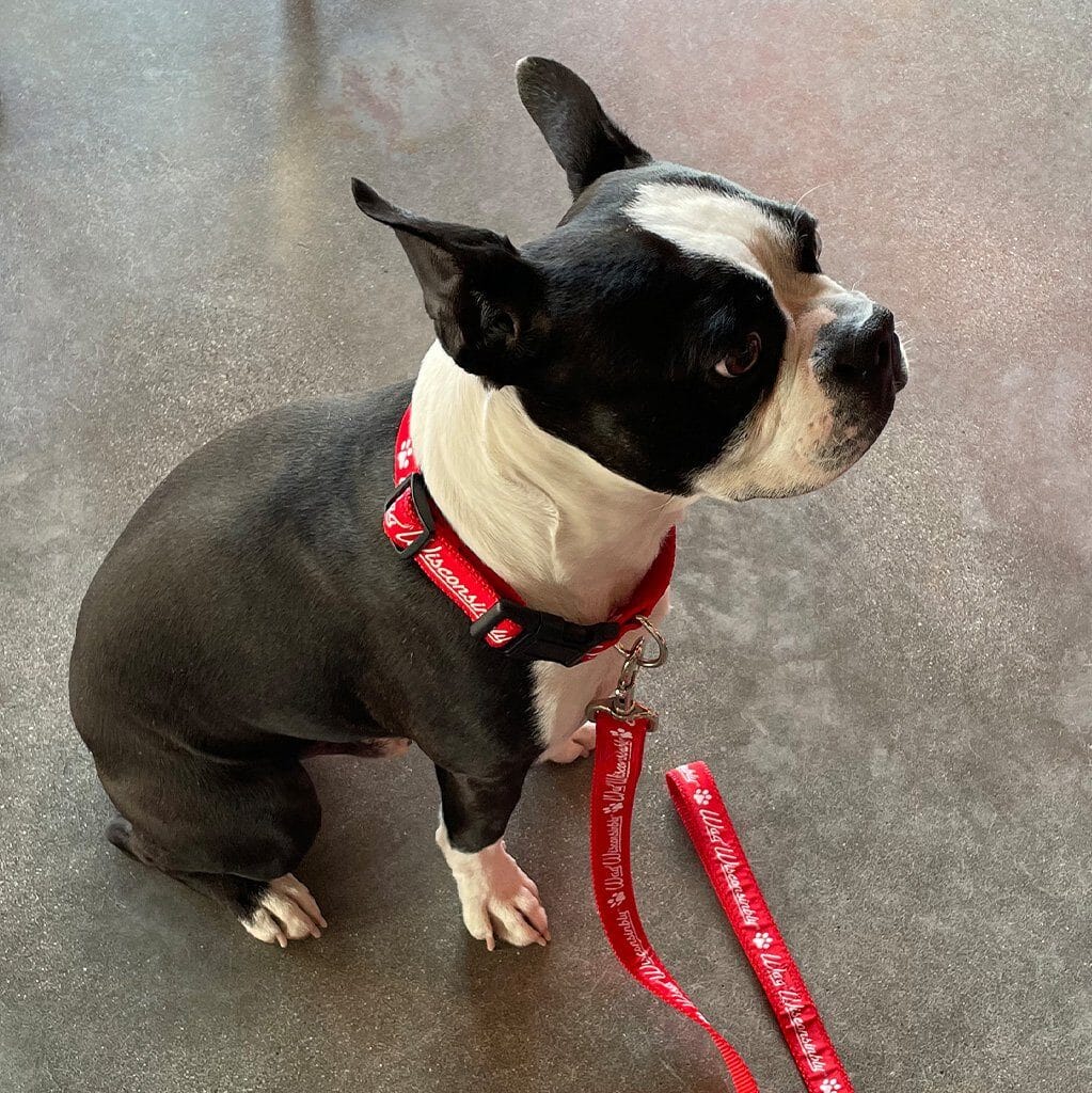 Wag Wisconsinbly Heavy Duty Collar